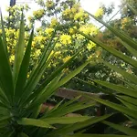 Tres Agreable Maison Au Calme Dans La Pinede *